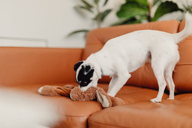 Dog Chewing Everything? Here’s What It Really Means